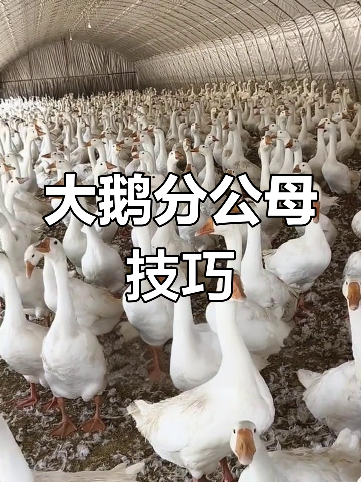 分辨大鹅公母,羽毛特征一招搞定