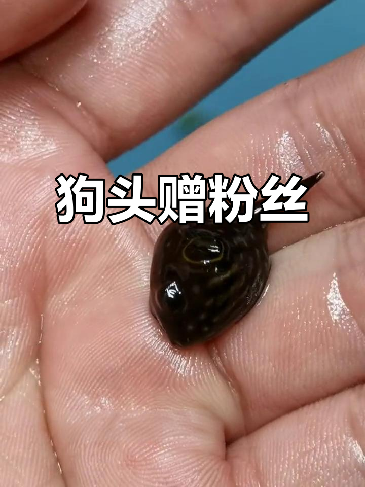 送迷你狗头,点赞最多得!运费自理