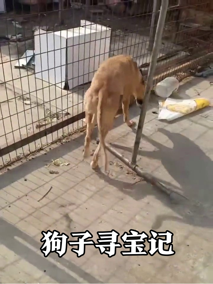 狗子的沉浸式寻宝:从门口搜到狗窝顶,零食到底藏哪儿了?
