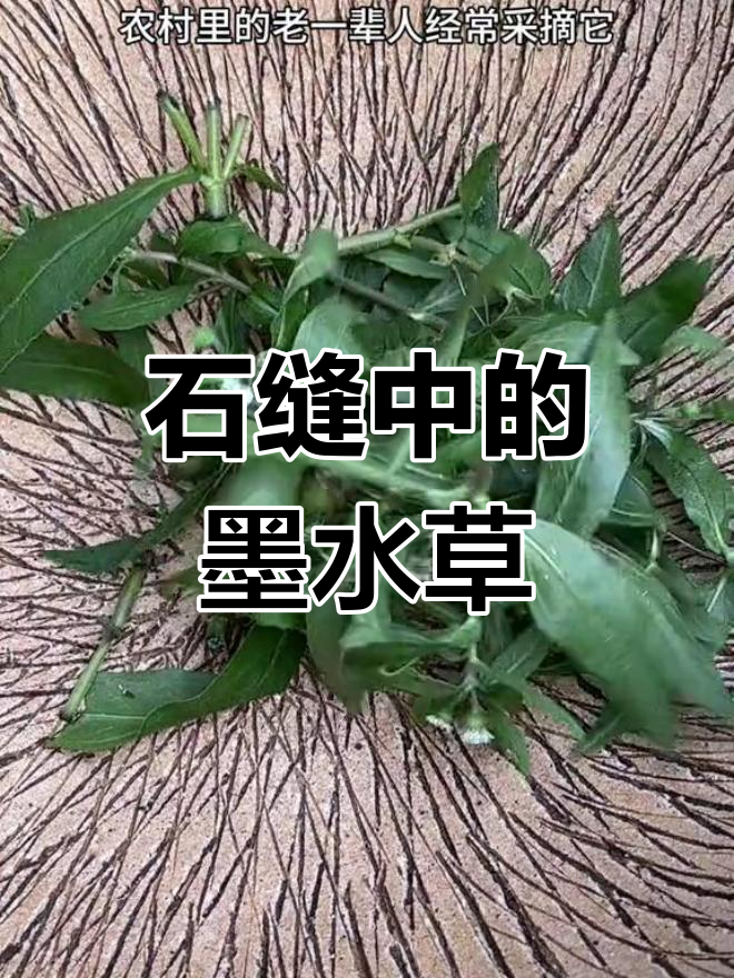 墨菜:古人的染色神器,石缝中也能生长的神奇植物
