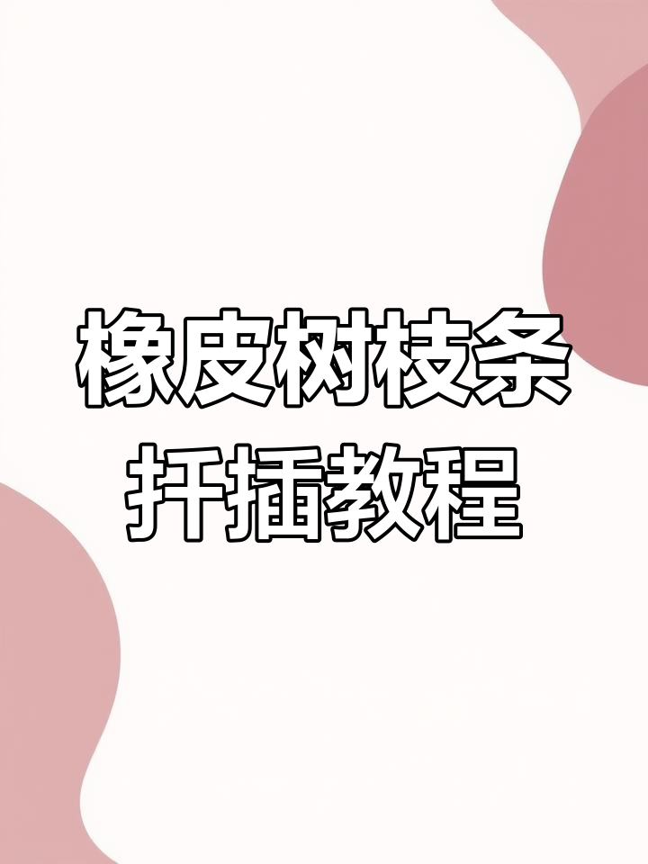 黑金刚橡皮树扦插技巧,轻松掌握枝条与叶片的繁殖方法