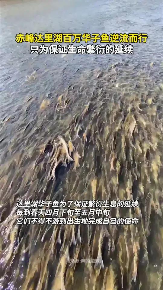 赤峰达里湖百万华子鱼逆流而行,只为保证生命繁衍的延续
