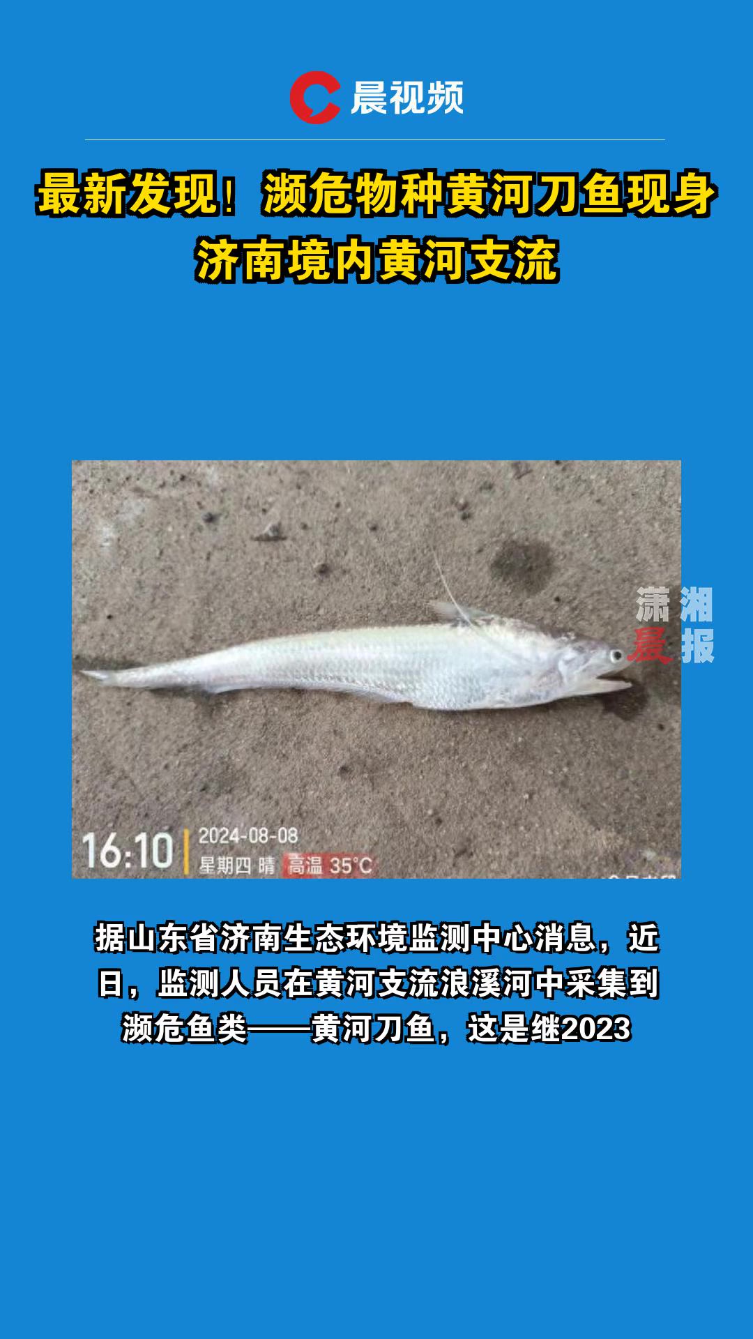 最新发现!濒危物种黄河刀鱼现身济南境内黄河支流