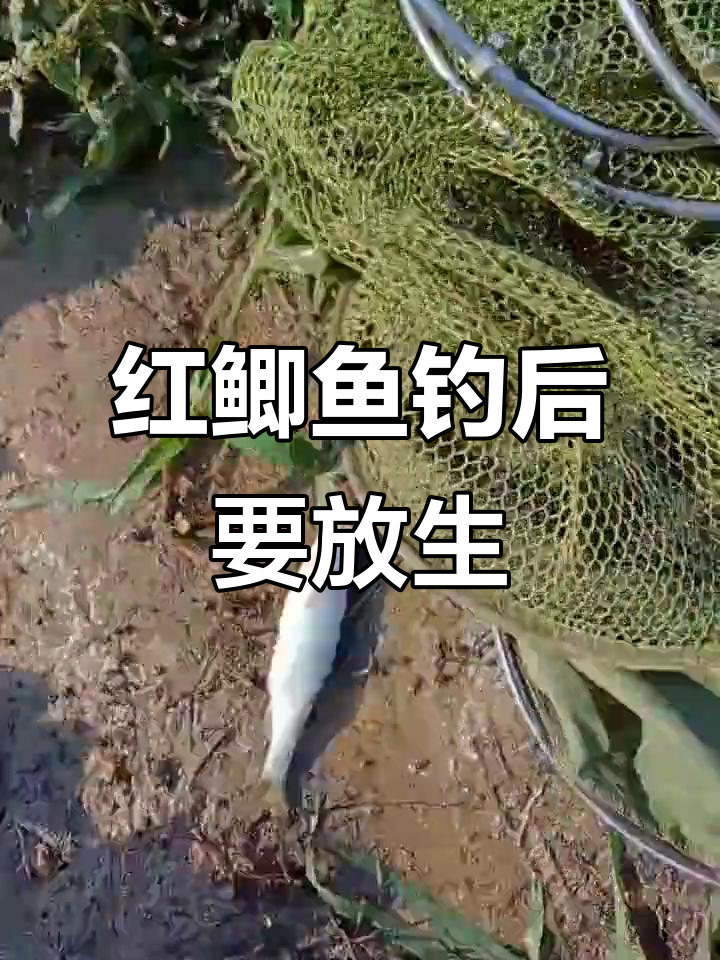 钓到红鲫鱼必须放生？这是什么规矩！