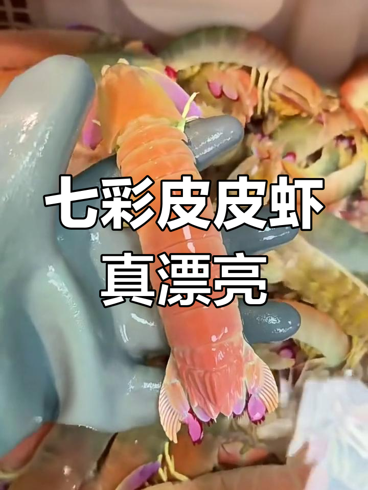 七彩皮皮虾,美丽又可爱!