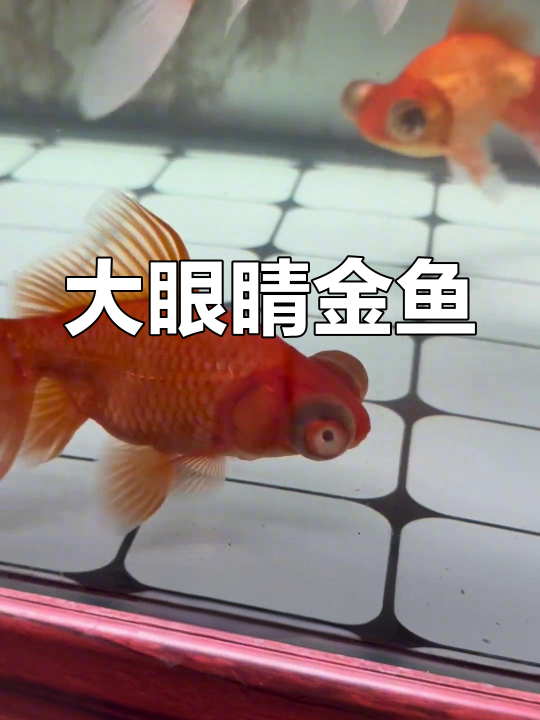 可爱大眼金鱼,十元一条超值老金