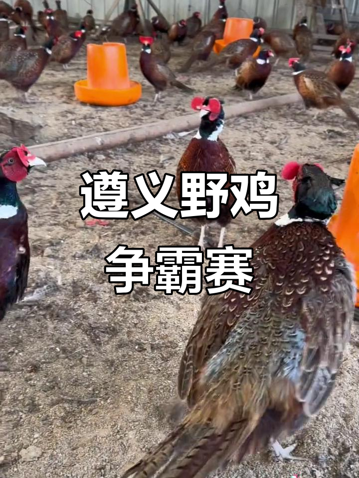 贵州七彩山鸡争王大战，谁才是真正的王者？