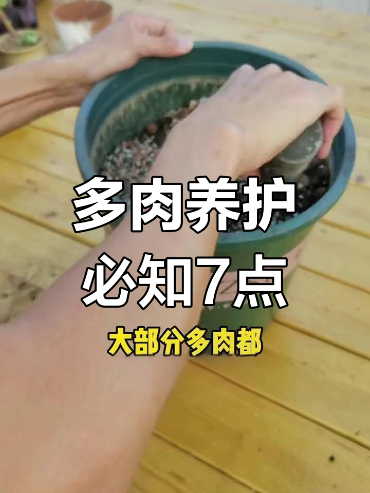 办公室养好多肉,牢记这7个技巧