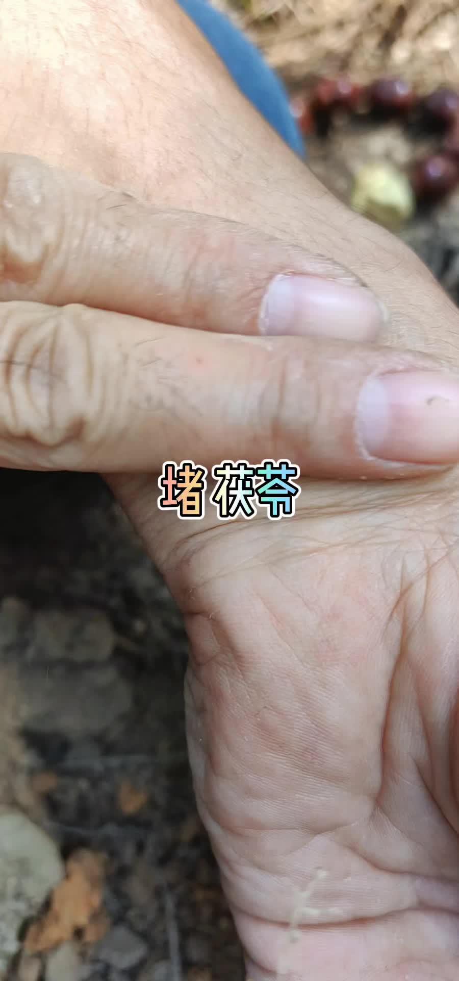 雨季来临,天气湿漉漉的,土茯苓加点五指毛桃炖只老母鸡 土茯苓 植物 中草药茯苓 茯苓植物长