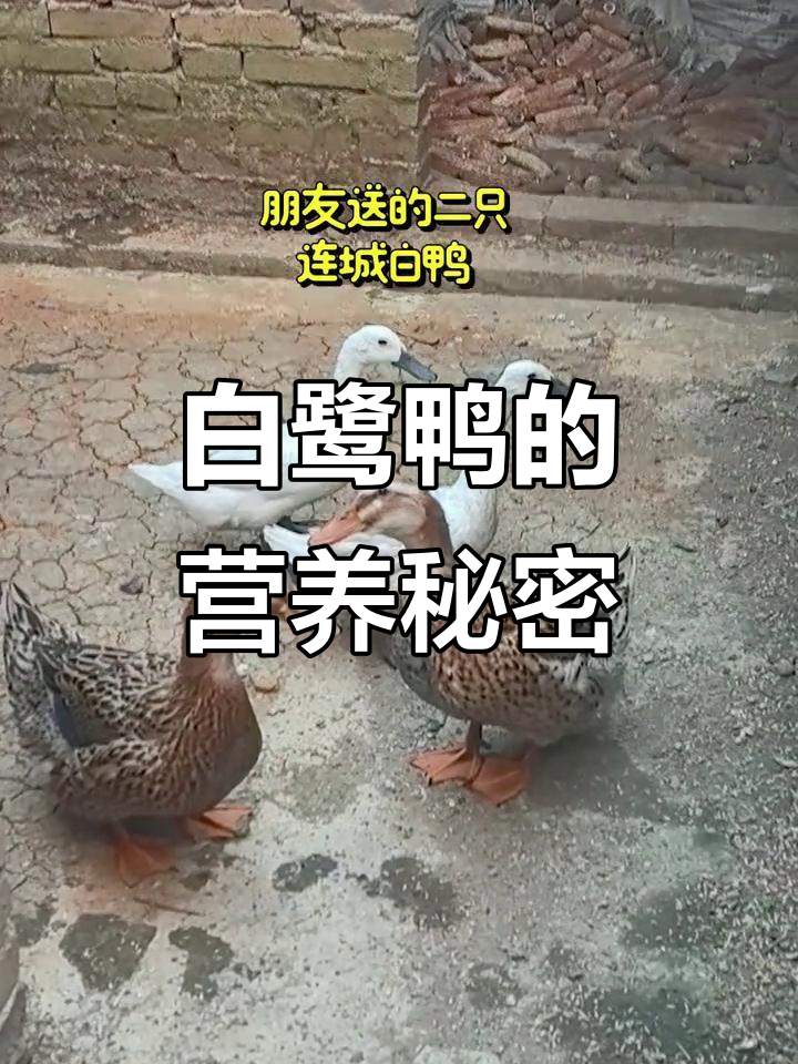 朋友送的连城白鸭,营养丰富,堪称贡品!