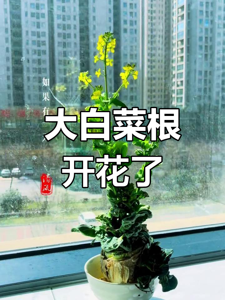 冬天白菜根竟然开花,太神奇了!