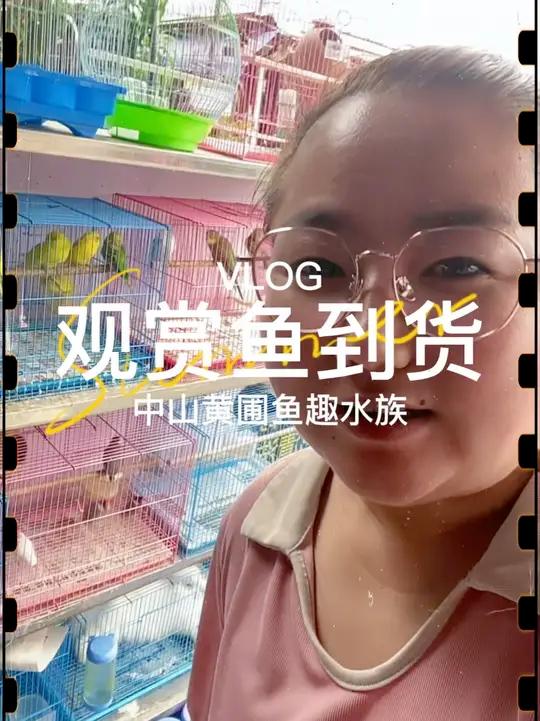 水族店最畅销的竟然不是鱼?端午假期萌宠意外逆袭啦虎皮鹦鹉和仓鼠销量第一,果然毛孩子才是真顶