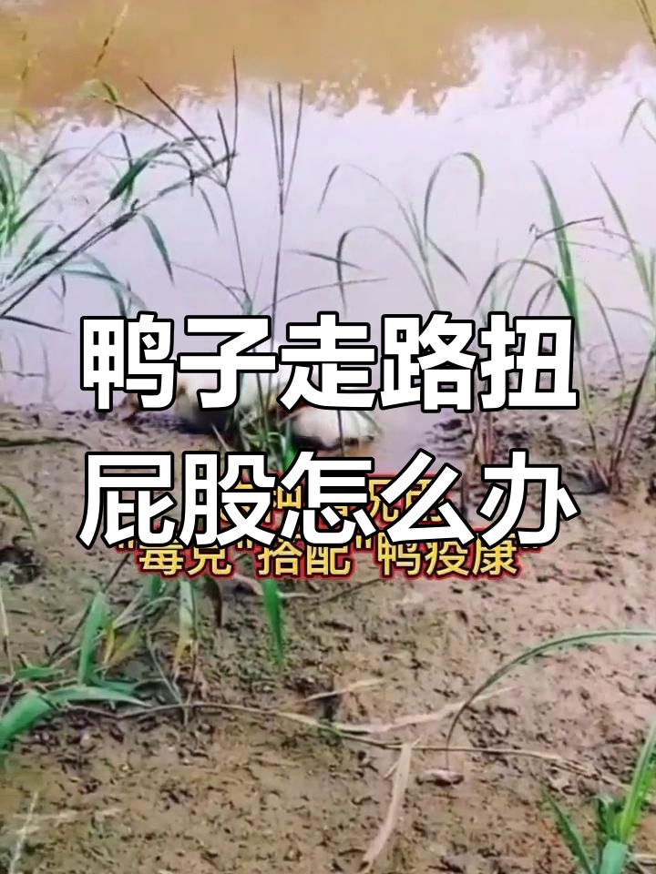 鸭子走路不稳,如何应对感冒症状
