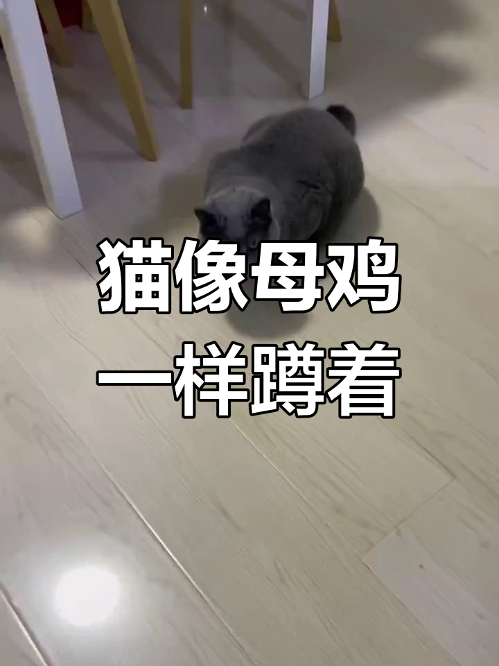 猫咪的“母鸡蹲”姿势,冷天最爱这样趴窝