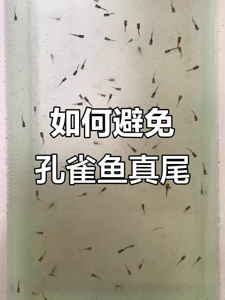 孔雀鱼小鱼苗针尾怎么办?这些方法能解决