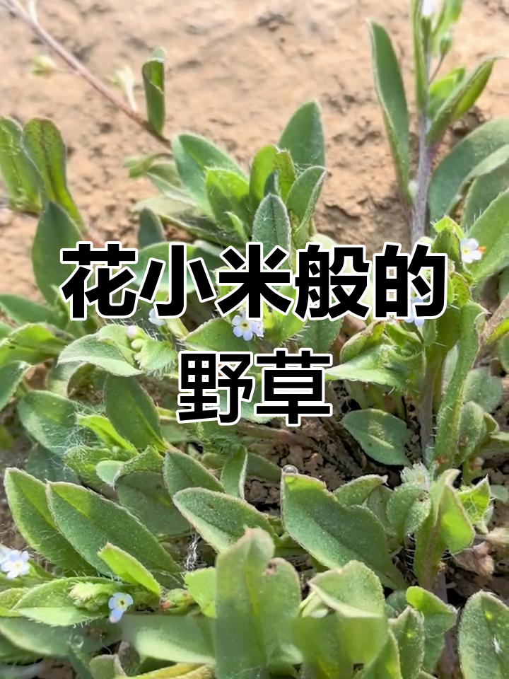 附地菜,春秋常客,花小如米粒,难以根除
