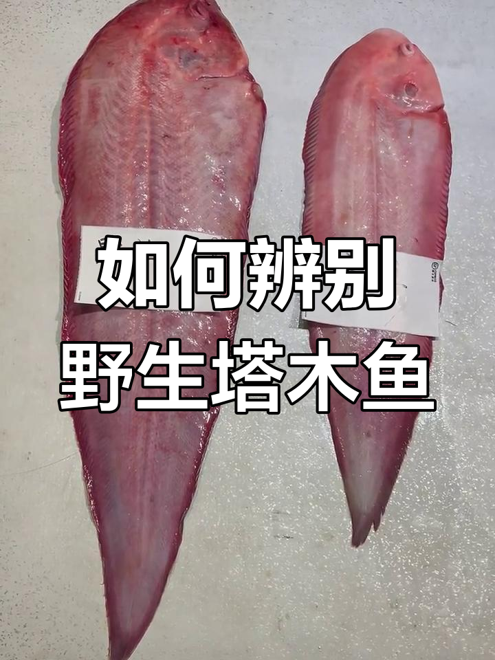 野生与养殖桃木鱼的区别,细节决定真假