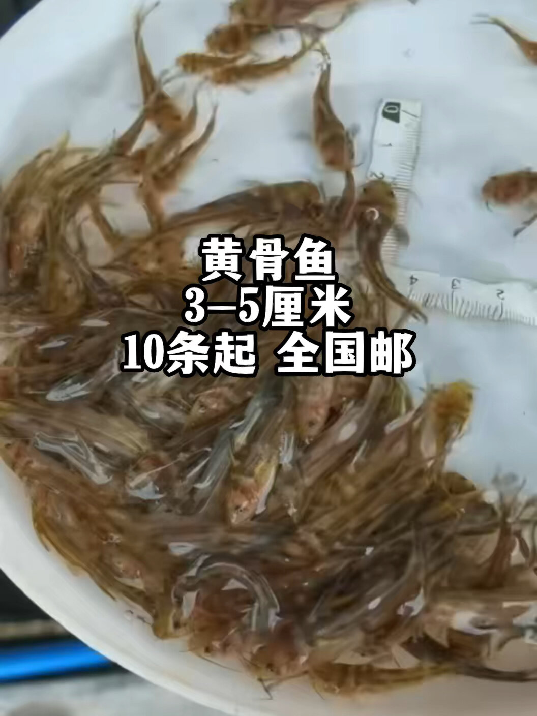 黄骨鱼又叫黄颡鱼不要看它个子小这个鱼养5个月即可上市长2-4