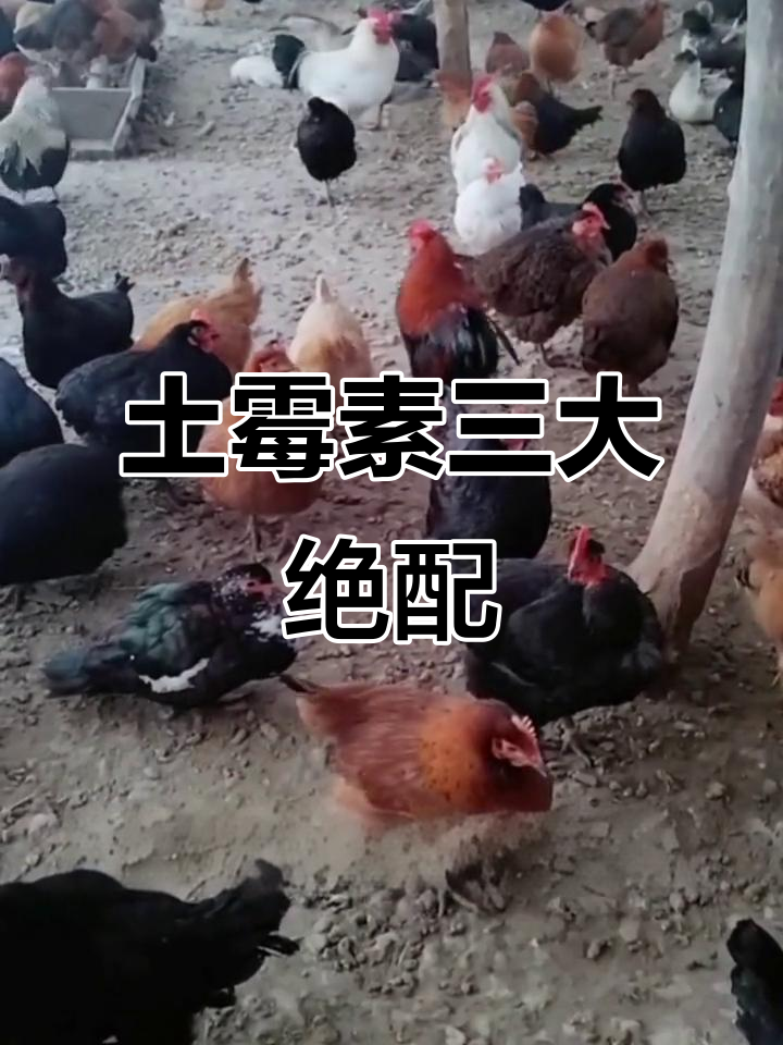 土霉素搭配泰勒菌素,轻松治疗鸡眼红肿和咳嗽