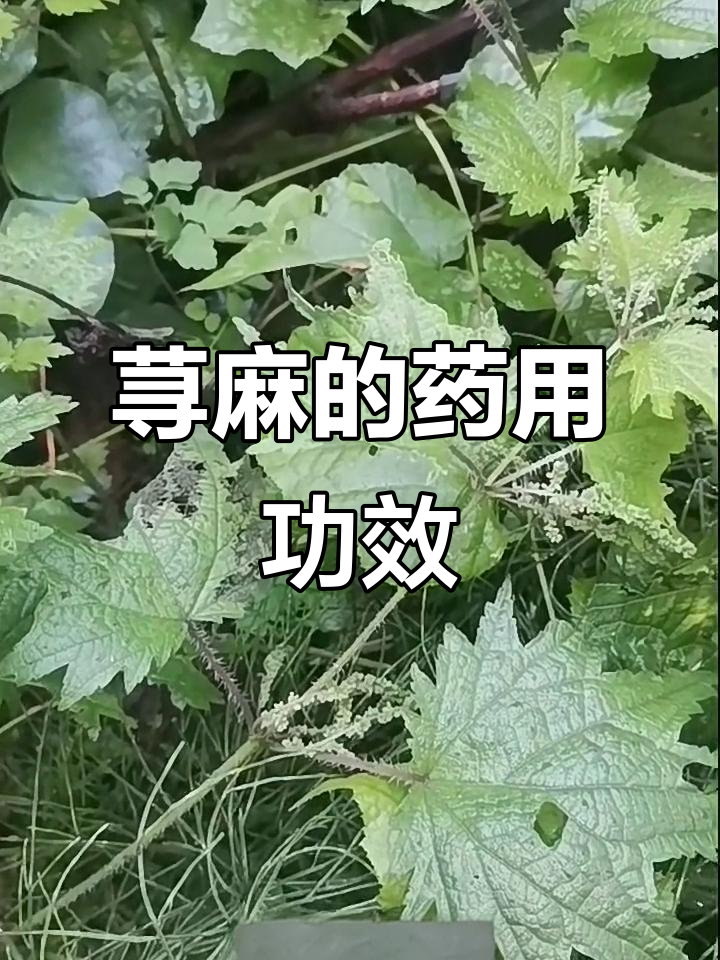 荨麻的药用价值与刺痛感:了解东北华北的野生荨麻
