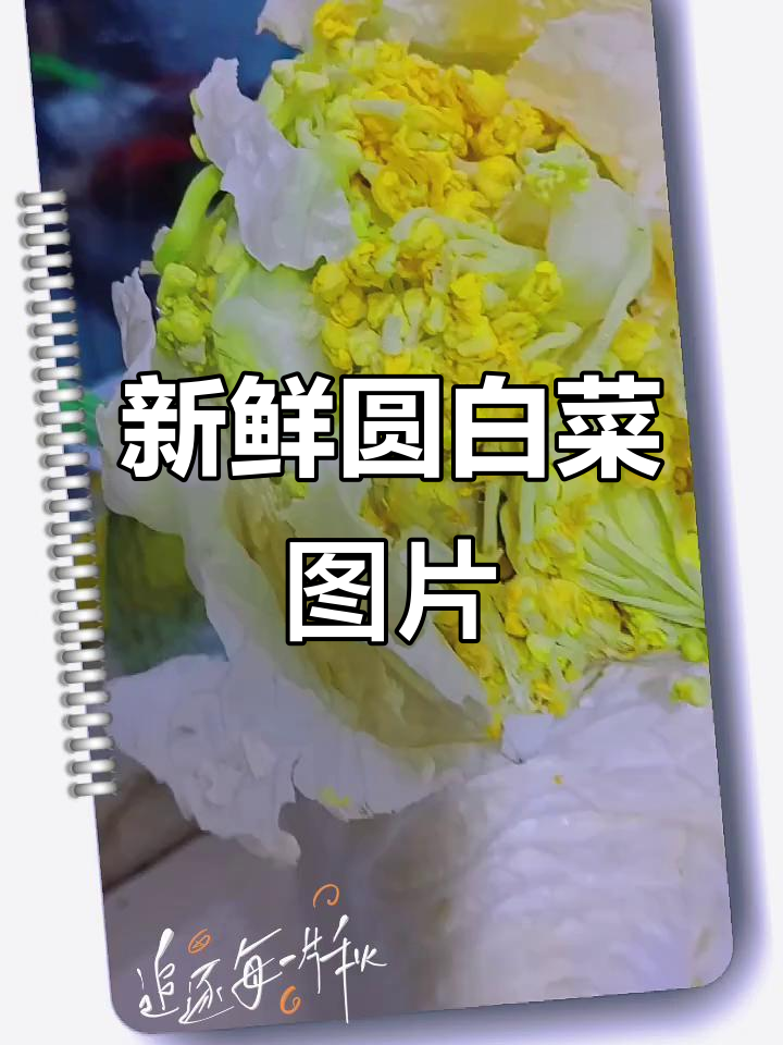圆白菜高清图片展示
