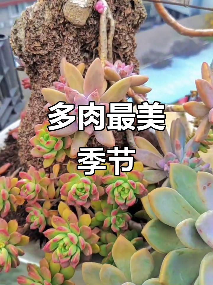 假山上的多肉更美,盆里的也毫不逊色