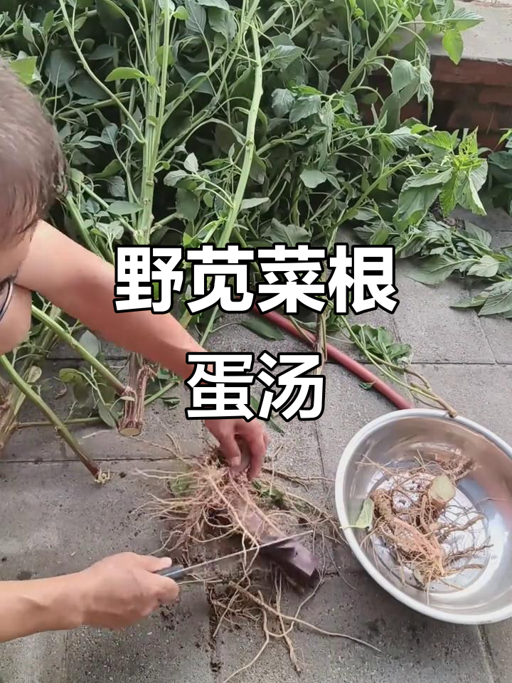 野苋菜根煮鸡蛋,土香浓郁让人怀念