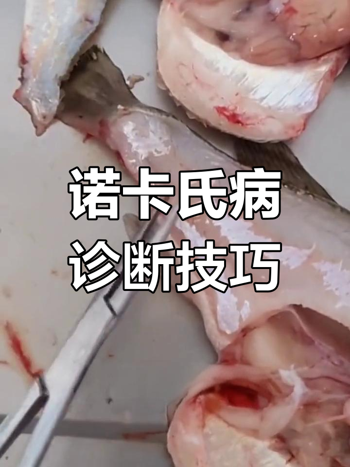 如何判断加州鲈鱼是否感染诺卡氏病?这些症状你得知道