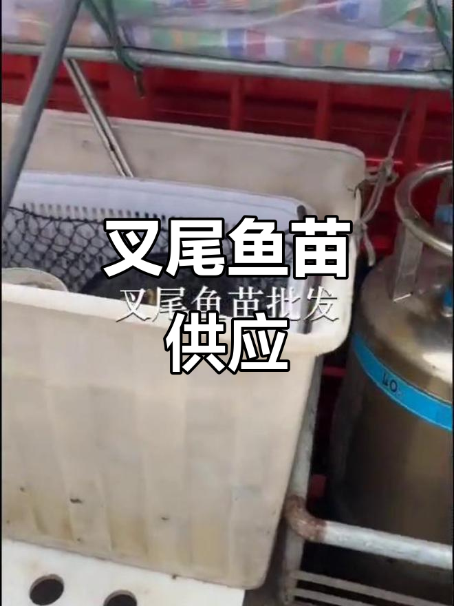 清远鱼苗场，叉尾鱼种源供应