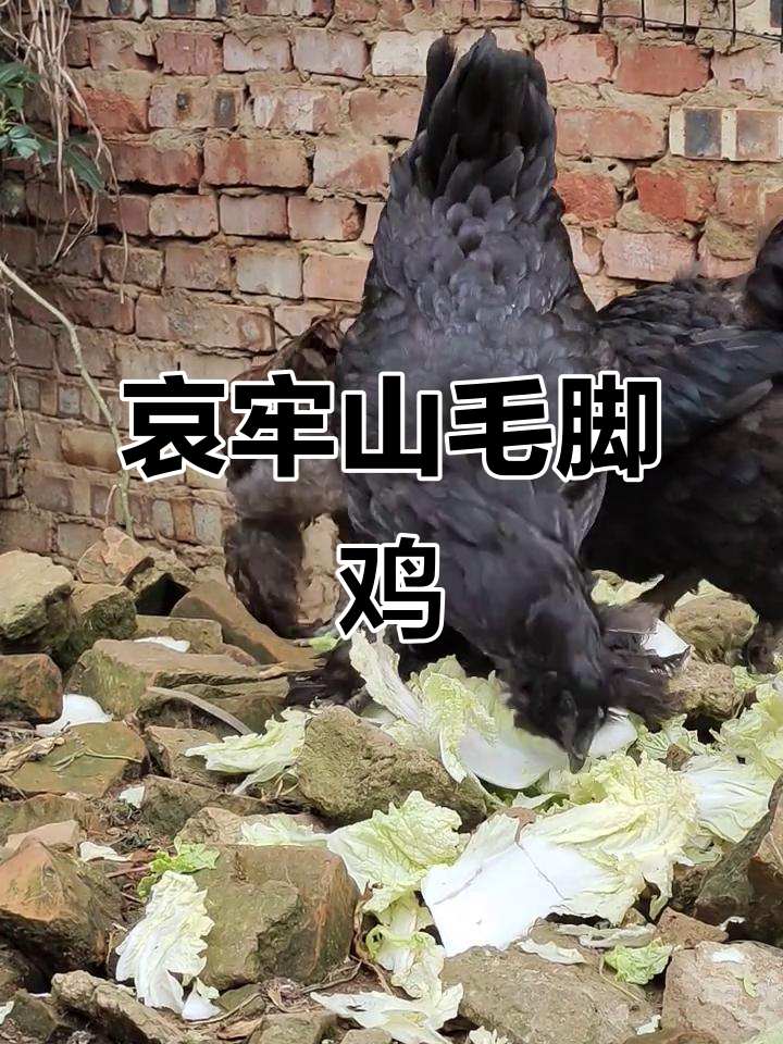 哀牢山毛脚鸡与无量山乌骨鸡:两种土鸡的独特魅力