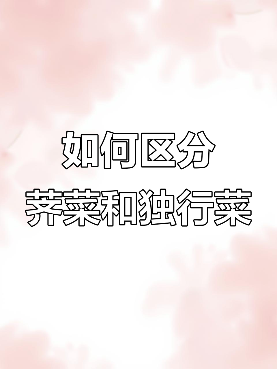 荠菜与独行菜的辨别,叶片锯齿差异大