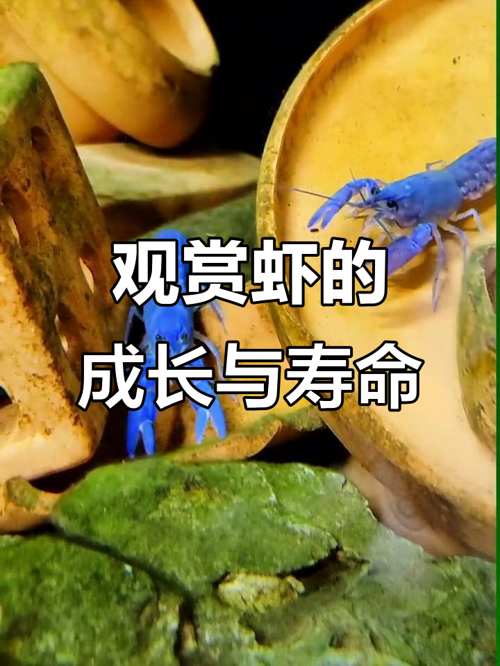 天空蓝鳌虾:从蜕壳到繁殖,寿命与养护全揭秘
