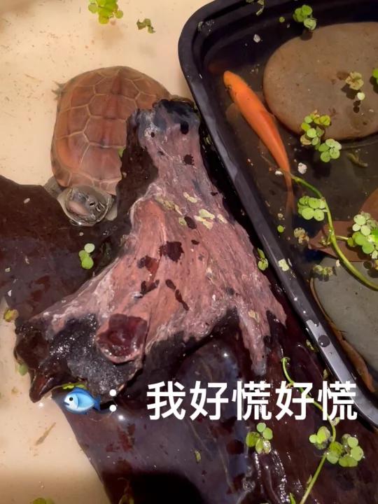 给龟买了两条金苔鼠,我好像被卖鱼的骗了……
