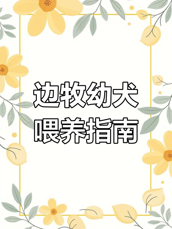 三个月边牧吃什么?幼犬饮食全解析!
