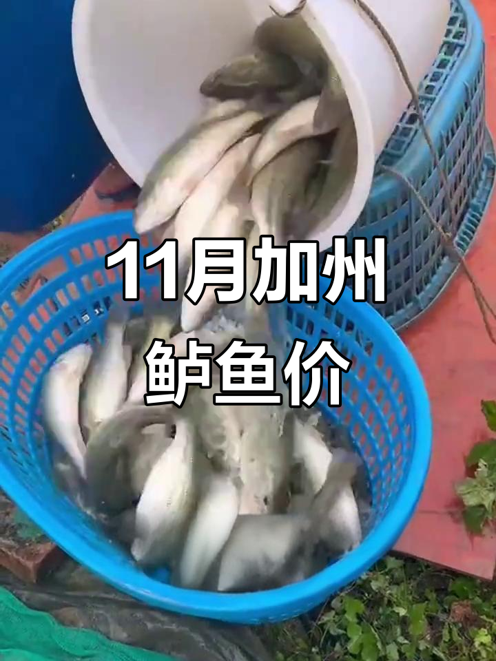 11月4日加州鲈鱼价格行情,能否回升?