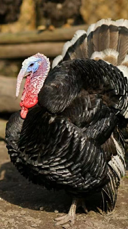 成年火鸡养殖 火鸡苗养殖