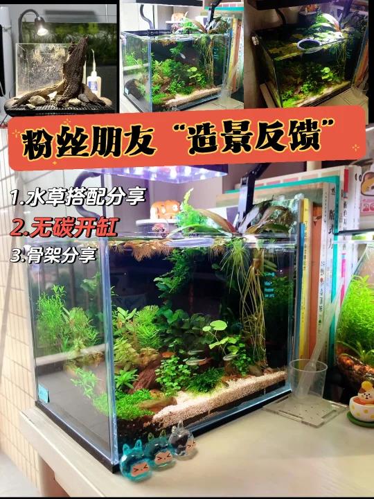 草缸造景反馈案例,教学分享