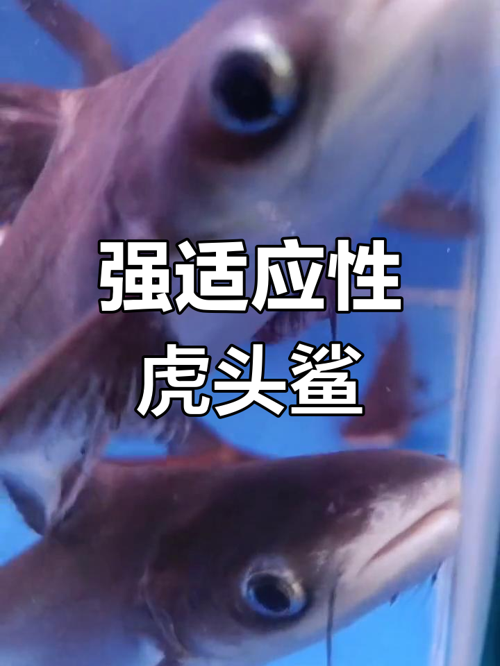 虎头鲨适应力强,能在低氧环境中与家鱼共存