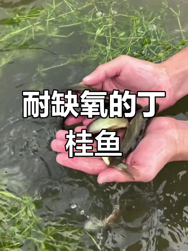 丁桂鱼:皮肤呼吸的神奇鱼类