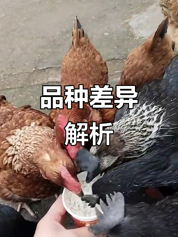 九斤红与九斤黄，蛋鸡肉质大不同