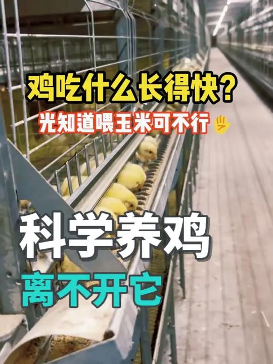 鸡吃什么长得快?光喂玉米可不行!10秒学会科学养鸡