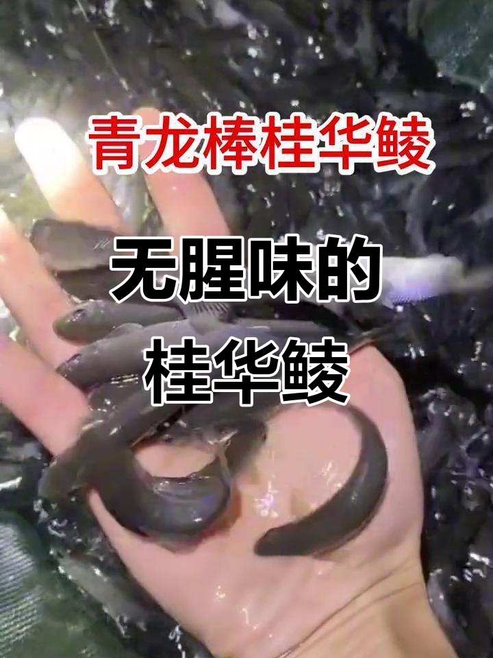 桂华鲮:无腥味、有沉香,顶级鱼生食材的秘密