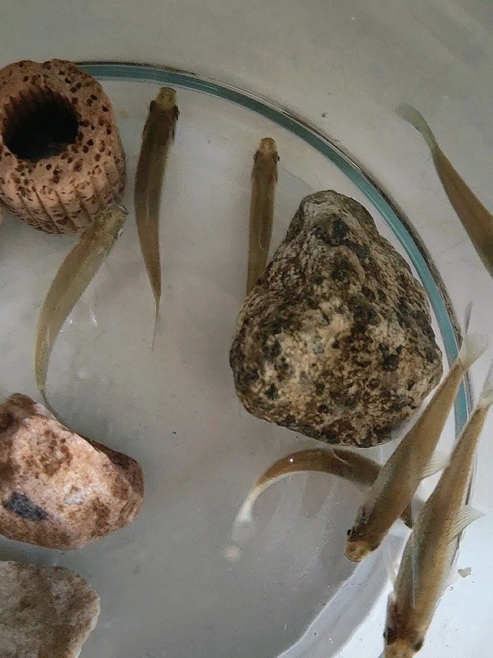 自制捕鱼神器