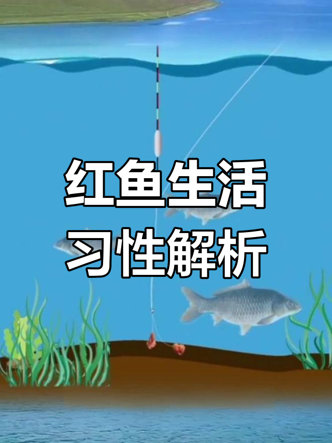 鲤鱼的生活习性与诱钓技巧,揭秘红鱼的栖息与食性