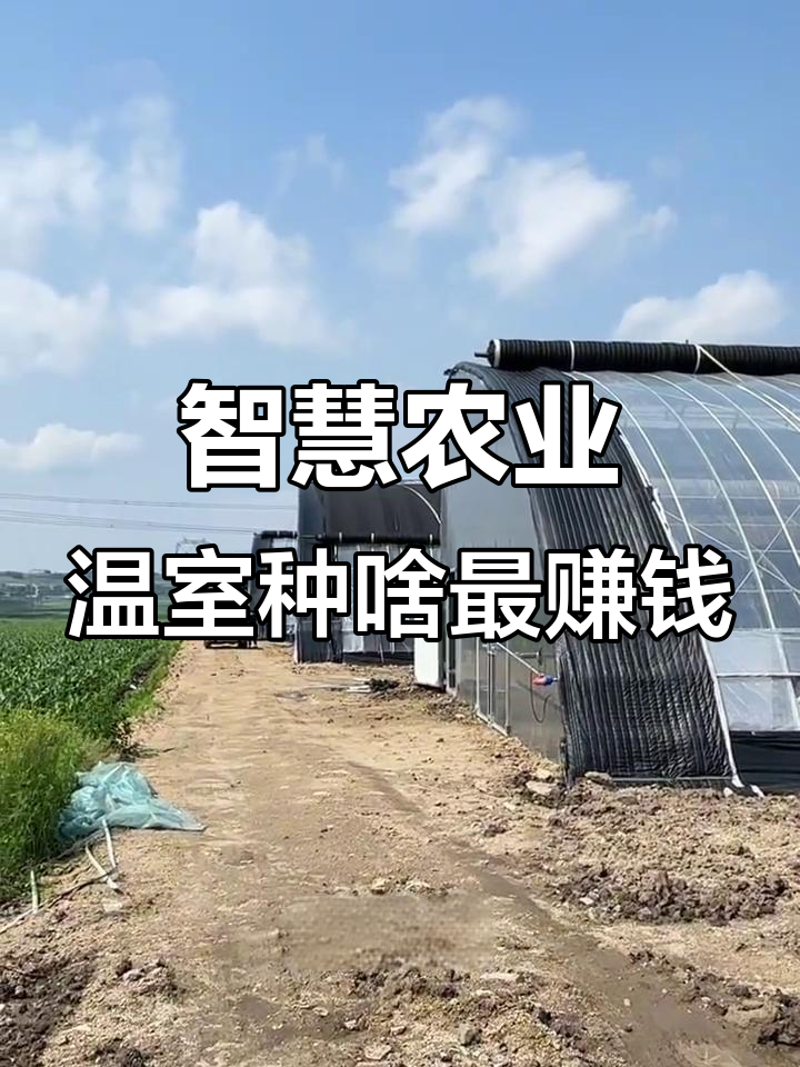 温室大棚种植全攻略:蔬菜、水果与观赏植物一网打尽
