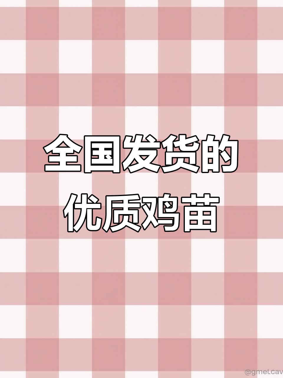 优质鸡苗批发,全国各地发货,养小鸡必备