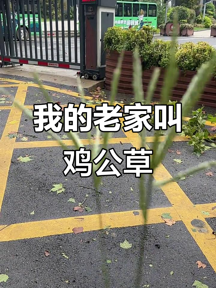 鸡公草，你小时候玩过吗？