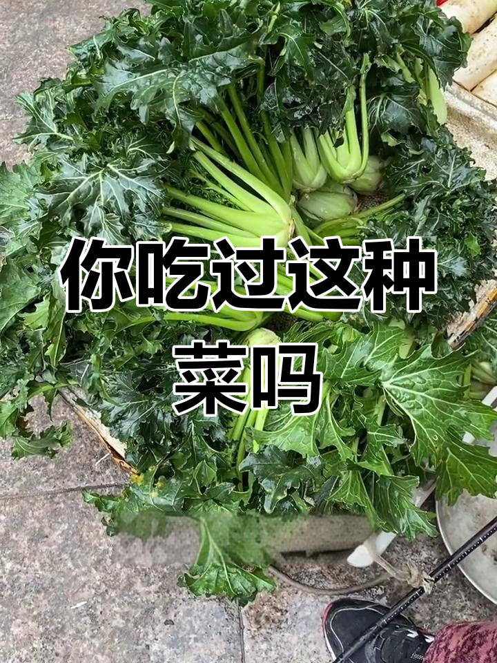你的家乡有山冬乌青菜吗?