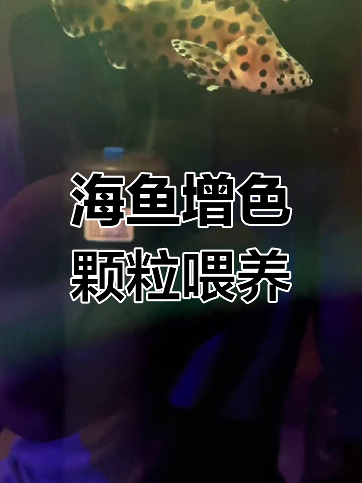斑爷喂食增色颗粒,海金鱼颜色更艳丽