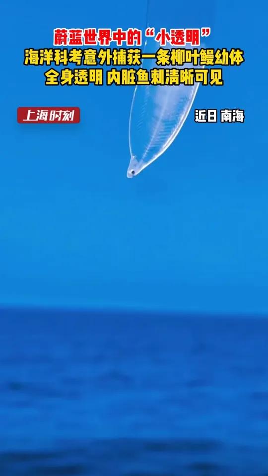 蔚蓝世界中的“小透明”！海洋科考意外捕获一条柳叶鳗幼体，全身透明，内脏鱼刺清晰可见